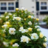 Sunny Knock Out® Rose -Fast Growing Trees Shop Sunny knockout rose Shrub FGT 600x600 72c70240 c500 4323 8aab 19d4bef391ee