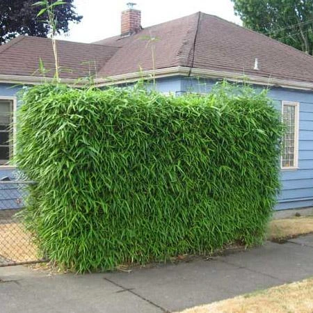 Sunset Glow Bamboo 3 Sunset Glow Bamboo - Image 3