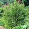 Sunset Glow Bamboo 9 Sunset Glow Bamboo -Fast Growing Trees Shop Sunset Glow Bamboo 3 450w