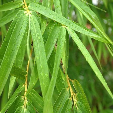 Sunset Glow Bamboo 2 Sunset Glow Bamboo - Image 2