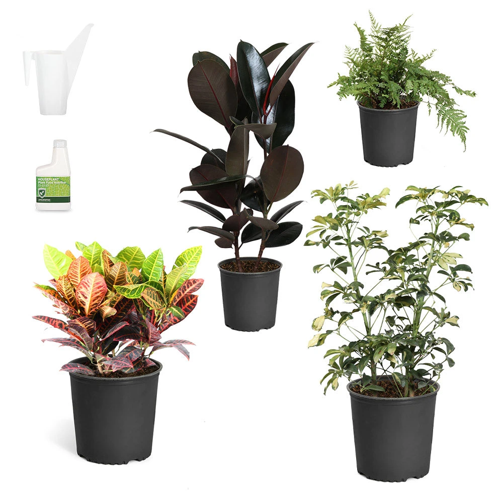 Sunset Hues House Plant Kit 2 Sunset Hues House Plant Kit - Image 2