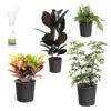 Sunset Hues House Plant Kit -Fast Growing Trees Shop Sunset Hues 600x600 09c4e47d f0fa 4e6c 8fd4 ef6a6b279a0c