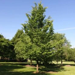 Emerald Sunshine® Elm Tree -Fast Growing Trees Shop Sunshine Elm 2