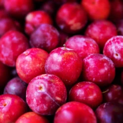 Superior Plum Tree -Fast Growing Trees Shop Superior Plum 3