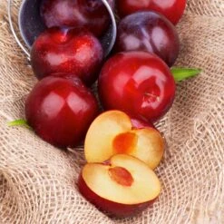 Superior Plum Tree -Fast Growing Trees Shop Superior Plum 4