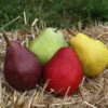 5-in-1 Pear Surprise Tree 7 5-in-1 Pear Surprise Tree -Fast Growing Trees Shop Suprise Pear 600x600 98496b3a 2318 4cd6 acbe b75ed1b479f9