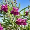 Sweet Bubba Seedless Desert Willow -Fast Growing Trees Shop Sweet Bubba Jone Desert Willow 600x600 b2ee98ad 23d7 42c3 8aa7 c185cae48d1f