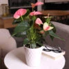 Pink Anthurium -Fast Growing Trees Shop Sweet Dream Pink Anthurium 600x600 1