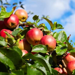 Honeycrisp™ & Sweet Sixteen Twisted Apple Tree -Fast Growing Trees Shop Sweet Sixteen