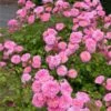 Sweet Drift® Rose -Fast Growing Trees Shop Sweet Drift Rose FGT 600x600 85267c61 b20a 44cb 9d8e 99cf9a91ca1a