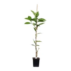 Tangelo Tree -Fast Growing Trees Shop TAN TRE 12 1QT