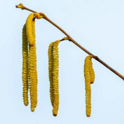 Theta Filbert Hazelnut 9 Theta Filbert Hazelnut -Fast Growing Trees Shop THeta FIlbert Hazelnut 3