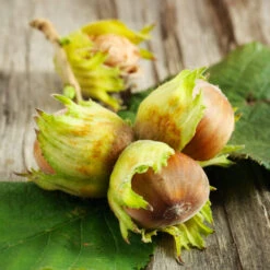 Theta Filbert Hazelnut 8 Theta Filbert Hazelnut -Fast Growing Trees Shop THeta FIlbert Hazelnut 6 FGT