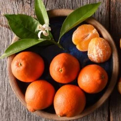 Tangelo Tree -Fast Growing Trees Shop Tangelo 1 FGT