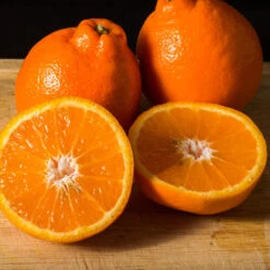 Tangelo Tree -Fast Growing Trees Shop Tangelo 3 FGT