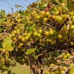 Tara Scuppernong Grape -Fast Growing Trees Shop Tara muscadine Grapes 1