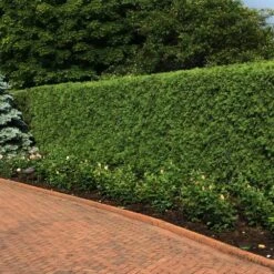 'Techny' Cold Hardy Thuja Tree -Fast Growing Trees Shop Techny Thuja 2
