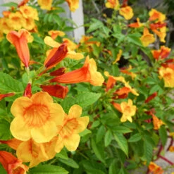 Orange Jubilee Tecoma -Fast Growing Trees Shop Tecoma Orange jubilee 1