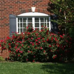 The Grand Champion™ Rose -Fast Growing Trees Shop The Grand Champion Rose 1