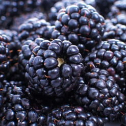 Thornless Blackberry -Fast Growing Trees Shop Thornless Blackberry 1