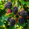 Thornless Blackberry -Fast Growing Trees Shop Thornless Blackberry 600x600 a091c576 f41c 4943 899c 23770ac6b268