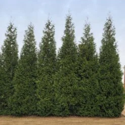 Junior Giant Thuja Tree -Fast Growing Trees Shop Thuja Junior Giant BB 2
