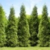 Junior Giant Thuja Tree -Fast Growing Trees Shop Thuja Junior Giant FGT