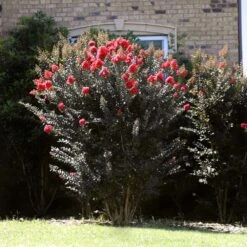 Thunderstruck™ Coral Boom™ Crape Myrtle Tree -Fast Growing Trees Shop Thunderstruck Coral Bloom 2