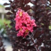 Thunderstruck™ Coral Boom™ Crape Myrtle Tree -Fast Growing Trees Shop Thunderstruck Coral Bloom FGT 600x600 78393993 bc09 480e a4f5 ada4b665bac2