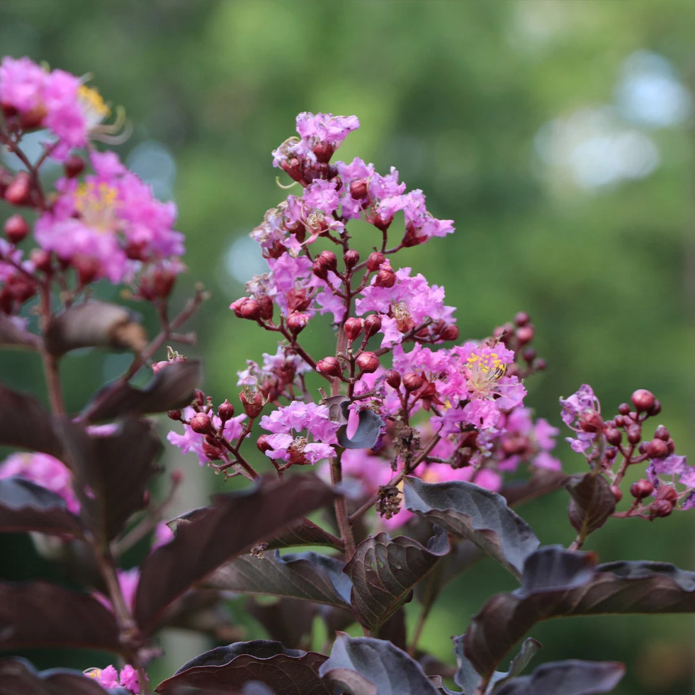 Thunderstruck™ Lavender Blast™ Crape Myrtle Tree 2 Thunderstruck™ Lavender Blast™ Crape Myrtle Tree - Image 2