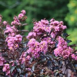Thunderstruck™ Lavender Blast™ Crape Myrtle Tree 6 Thunderstruck™ Lavender Blast™ Crape Myrtle Tree -Fast Growing Trees Shop Thunderstruck Lavender Blast 2 FGT