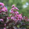 Thunderstruck™ Lavender Blast™ Crape Myrtle Tree 13 Thunderstruck™ Lavender Blast™ Crape Myrtle Tree -Fast Growing Trees Shop Thunderstruck Lavender Blast 600x600 81d57003 73b0 45d7 97c0 81ead196b77d