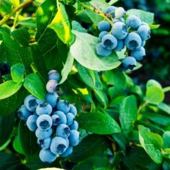 Tifblue Blueberry - USDA Organic -Fast Growing Trees Shop TifBlue Blueberry 1 4abf087f 55f9 47be 9859 69b1a07bf8d8
