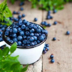 Tifblue Blueberry - USDA Organic -Fast Growing Trees Shop TifBlue Blueberry 4 f2beb1e2 091c 46f4 93c6 41d9dfe3f5d4