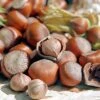 Tonda Di Giffoni Filbert -Fast Growing Trees Shop Tonda Hazelnuts 400