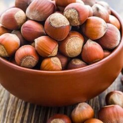 Tonda Di Giffoni Filbert -Fast Growing Trees Shop Tonda Hazelnuts 400 2