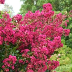 Tonto Crape Myrtle Tree -Fast Growing Trees Shop Tonto Crape Myrtle 5 FGT