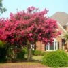 Tonto Crape Myrtle Tree -Fast Growing Trees Shop Tonto Crape Myrtle FGT 600x600 33dc26d8 7451 461e 8531 8b6ca167e6fb