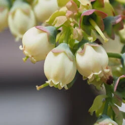 Top Hat Blueberry Bush 8 Top Hat Blueberry Bush -Fast Growing Trees Shop TopHat BLueberry 3