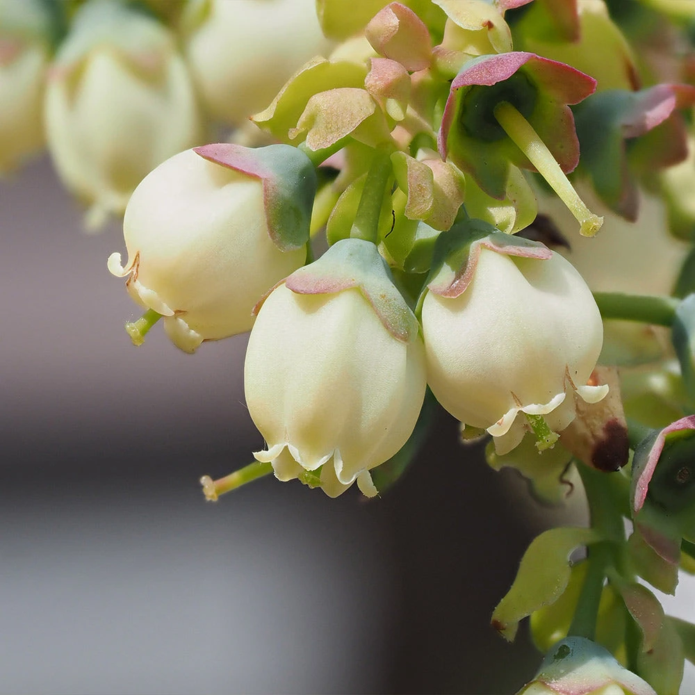 Top Hat Blueberry Bush 3 Top Hat Blueberry Bush - Image 3