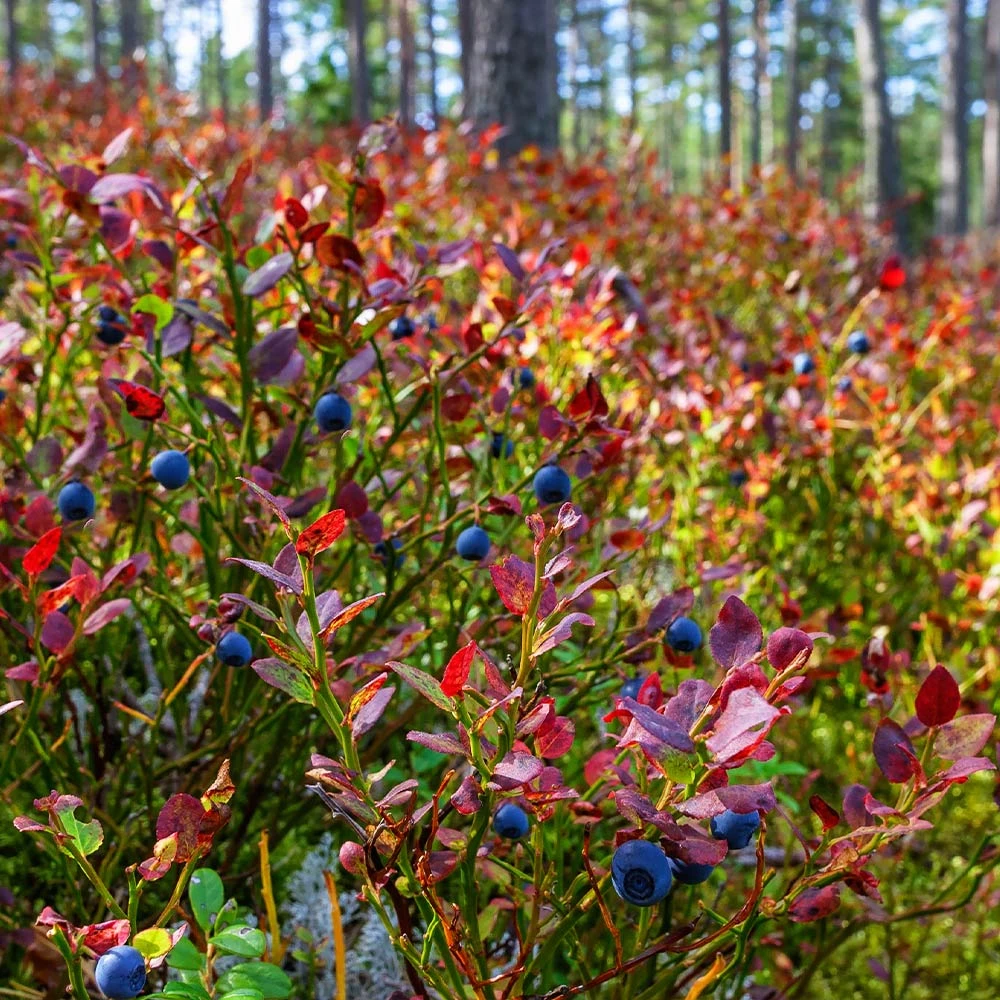 Top Hat Blueberry Bush 6 Top Hat Blueberry Bush - Image 6