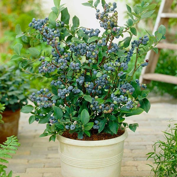 Top Hat Blueberry Bush 1 Top Hat Blueberry Bush