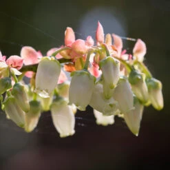 Toro Blueberry Bush - USDA Organic -Fast Growing Trees Shop Toro Blueberry 3 1cbc3ceb 6262 43bb 917a 490851827d67