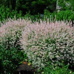 Tri-Color Dappled Willow -Fast Growing Trees Shop Tri Color Willow Shrub 2