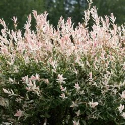 Tri-Color Willow Tree -Fast Growing Trees Shop Tri color Willow 1 FGT 7d486ca6 2975 4fd2 8639 4e87e9aac05c