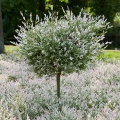 Tri-Color Dappled Willow -Fast Growing Trees Shop Tri color Willow Tree 7 8c2e9f4b 8b40 4a21 a964 cb707edd1954