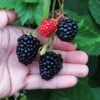 Triple Crown Blackberry Plant - USDA Organic 11 Triple Crown Blackberry Plant - USDA Organic -Fast Growing Trees Shop Triple Crown Blackberry 600x600 4738c29c 5a3b 48de 9f14 21b727d2b5a2