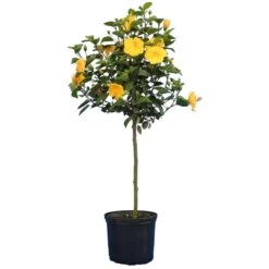 Yellow Tropical Hibiscus Tree 7 Yellow Tropical Hibiscus Tree -Fast Growing Trees Shop Tropical Hibiscus Yellow 4
