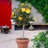 Yellow Tropical Hibiscus Tree -Fast Growing Trees Shop Tropical Hibiscus Yellow FGT 600x600 fc3eae3c 4fde 45b0 8545 fdf2d03ffcb8