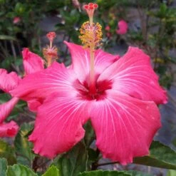 Pink Tropical Hibiscus Tree 7 Pink Tropical Hibiscus Tree -Fast Growing Trees Shop Tropical Pink Hibiscus 3 FGT